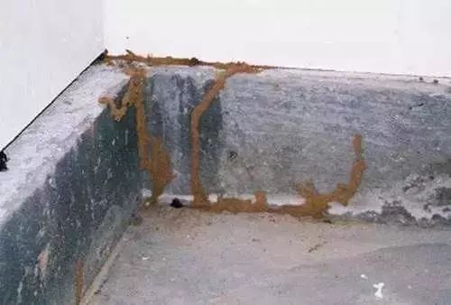  暴雨|头皮发麻！暴雨过后，多处出现小飞虫！