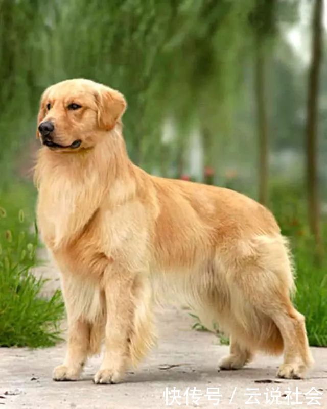 男子|金毛狗狗浪野了不愿回家,男子一个举动路人笑喷,狗:太丢狗了!