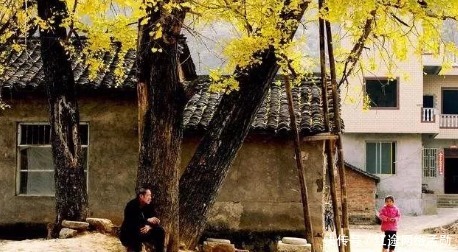 栽桑|农村老话为什么说前不栽桑 , 后不栽柳 , 院中不栽鬼拍手