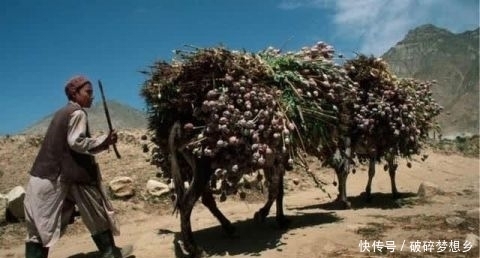  全球|全球最大的罂粟产区：占全球产量80% 可直接影响世界价格