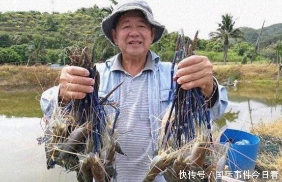 罗氏虾|越南“白脚虾”多到吃不完,国内一斤50元,想卖到中国却被拒绝