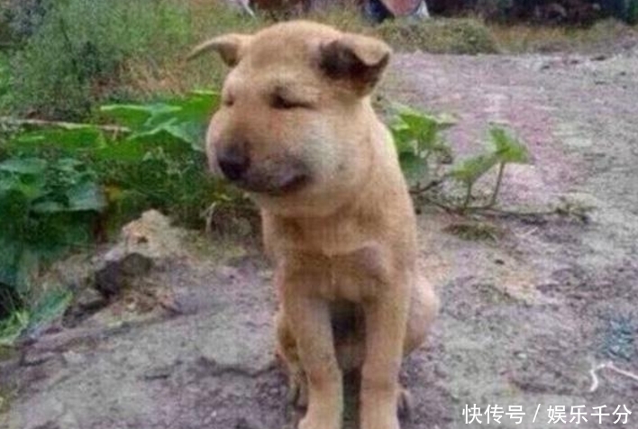 惨叫声|主人在房间听到院子里狗狗的惨叫声,着急出去一看笑到泪崩