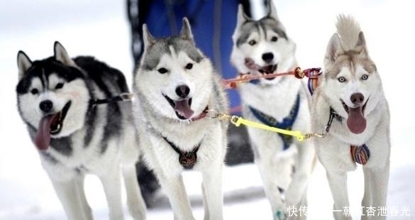  雪橇|哈士奇被称为“二哈”，为什么在拉雪橇的时候，却有组织有纪律