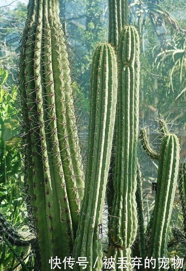 斯文|年轻游客踹断景区仙人掌，同时也暴露了他斯文面孔下的内心