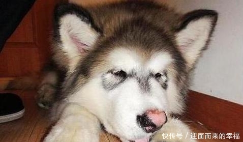  受伤|一摸“狗爪子”，狗狗就缩回来，有7个原因