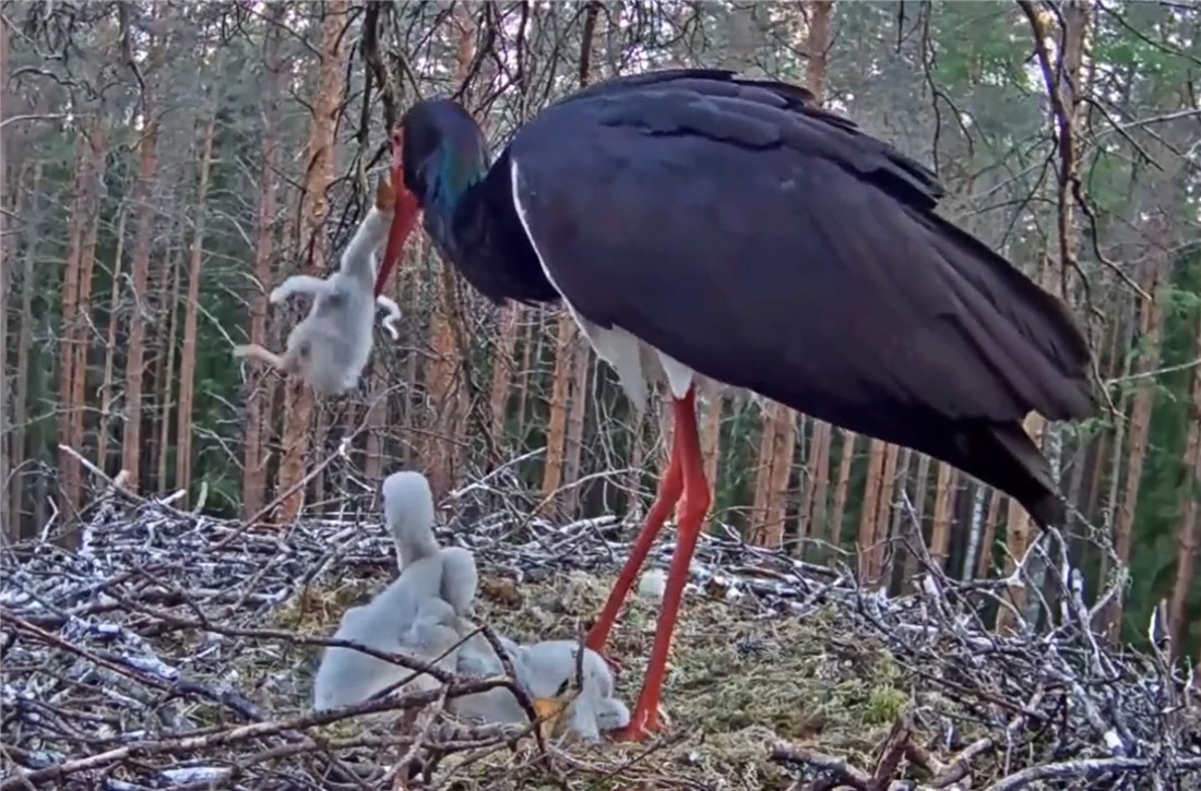 体弱|没良心的母黑鹳，啄伤体弱的幼鸟，还把它丢窝外，让苍鹭叼走