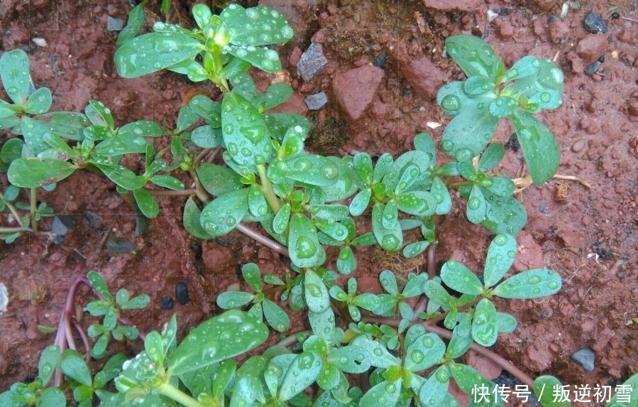 农村|见到“它”后,只摘叶子就好了,注意别拔根,越拔越少