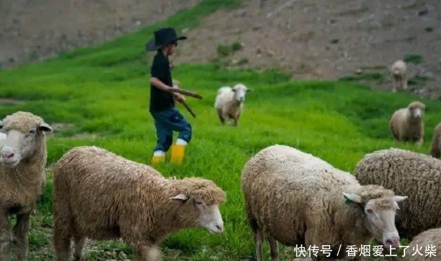 亲密|刘若英大方晒儿子照片,五岁儿子身高遗传爸爸,与羊群亲密接触