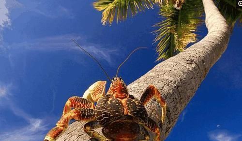 无缘|世界上最大的4种螃蟹,面包蟹无缘,帝王蟹在“它”面前是弟弟