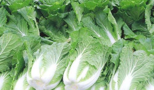 尽量少|4类人被医生点名:白菜要尽量少吃,最好不吃?告诉你原因!