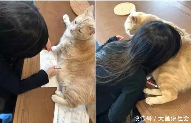 掀开|小主人掀开8.6公斤猫肚肉找题目,它折手手躺考卷:快摸我