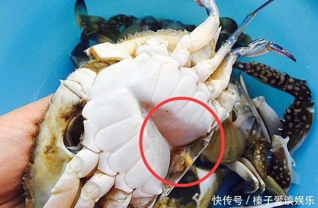 知识点|知识点!螃蟹有5个地方不能吃,很多人不懂,吃了就会闹肚子