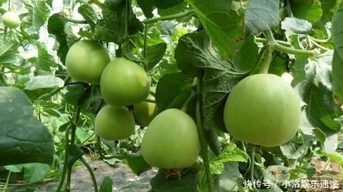 杂交|甜瓜杂交栽培技术,掌握几点关键技巧,提高甜瓜的果实率