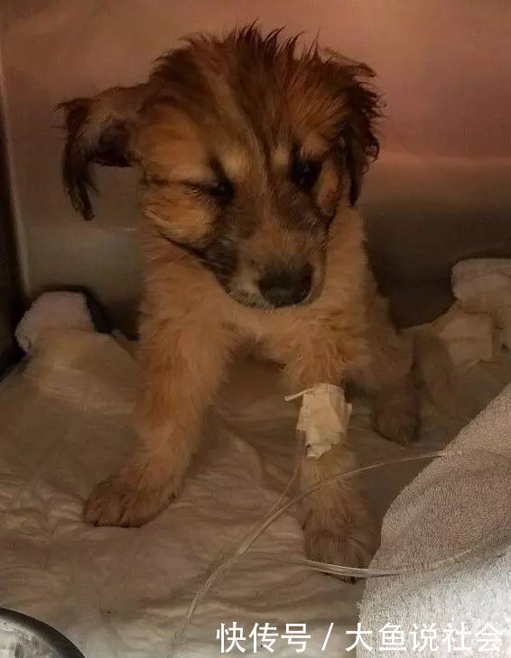 小时|11磅幼犬遭猫头鹰抓走,从空中被丢下,12小时后在球场被发现