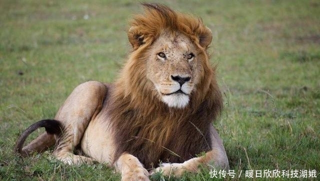  万票骑脸|阴阳师：B萌双王事件已过两年，雨女泪送神乐，非洲撸狮还记得吗