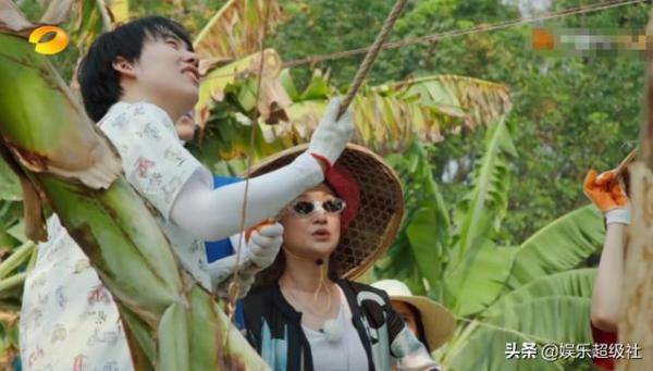 向往|《向往的生活4》收割香蕉号称四季最累,网友们都笑了