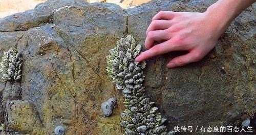 不想|全球“最贵”的海鲜,一斤价格上万,渔民却表示不想挣这钱