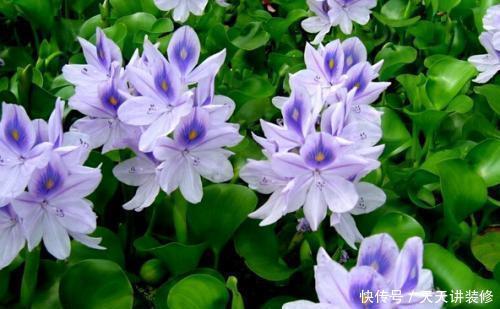 漂亮|此花漂亮又好养,随便扔水里都能活,繁殖能力强,早看早知道