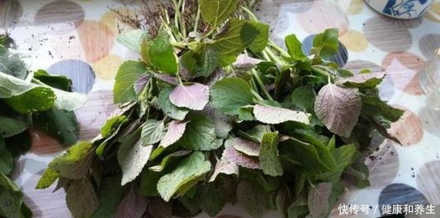 日本|国内很少人吃,却有人大量种植,出口日本受热捧,你吃过吗