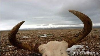  离开|青海失联女孩找到了！她用“天葬”的方式离开了，也许不是自杀！