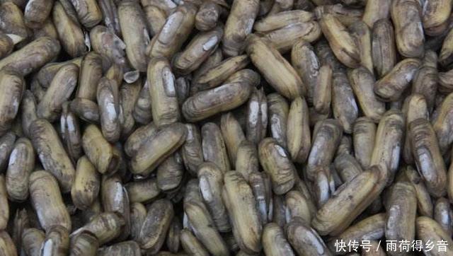 丑陋|6种“外表丑陋”却十分鲜美的海鲜,看看你吃过几种