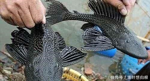 成功|最“成功”的入侵生物,中国人都不敢吃,在印度就被吃到灭绝