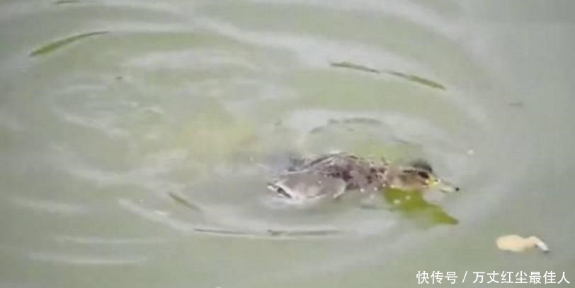 池塘|男子发现鸭子无故失踪,好奇守在池塘边,接着发生的事让他惊讶!