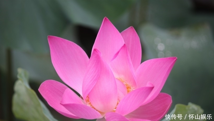 些朋友|10月开始，运势逆袭，横财不断，财富花不完的四大属相