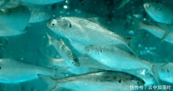 日本|日本人中国人简直有毒,这么好吃的美食他们居然拿来喂狗