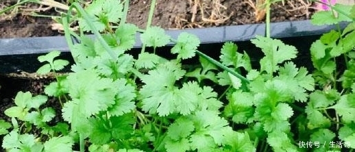 记得|香菜还要出去买?20年老菜农教你在家轻松种香菜!记得收藏