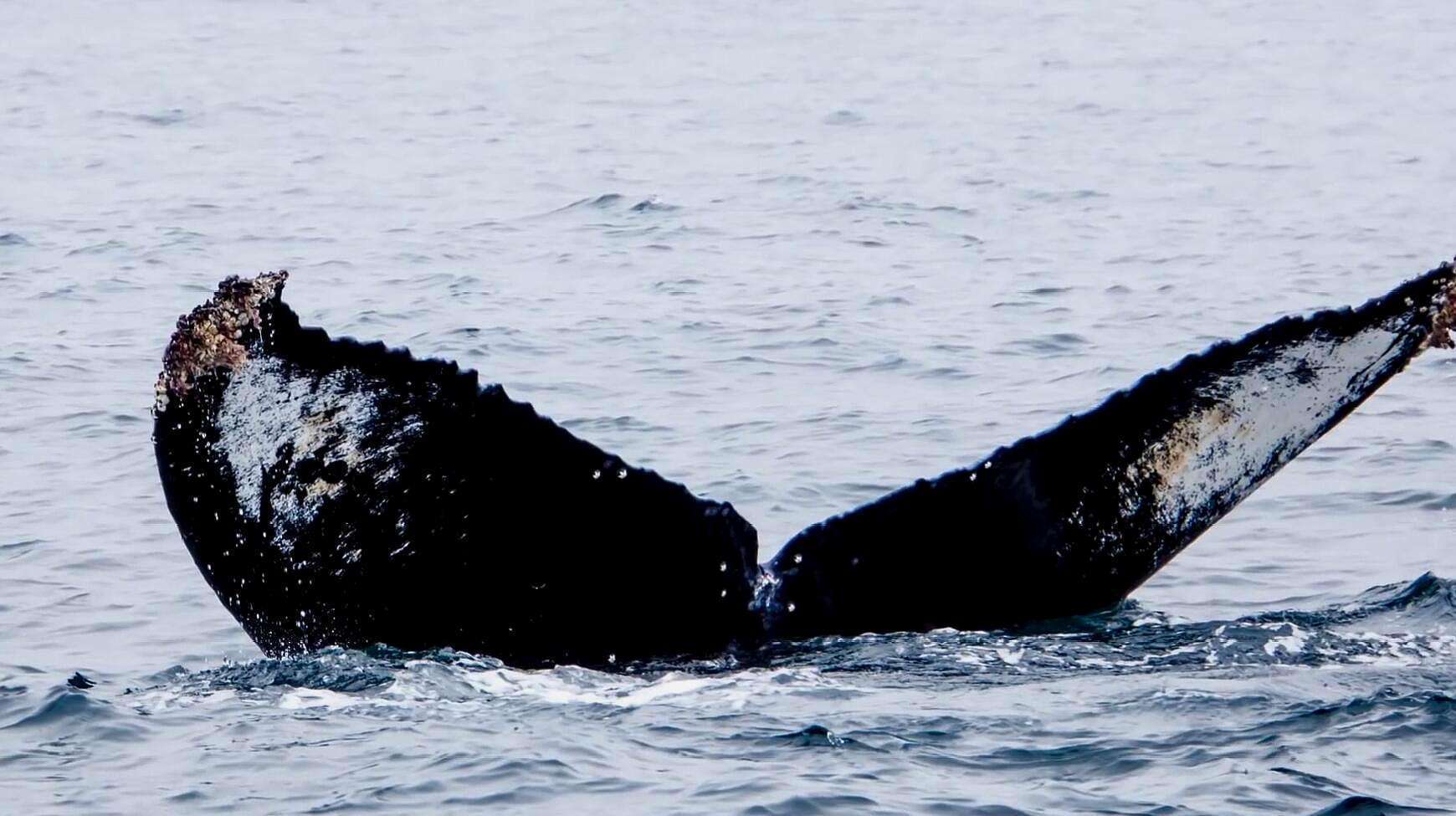  海洋中|大白鲨身上干干净净，为什么蓝鲸身上有很多附着物