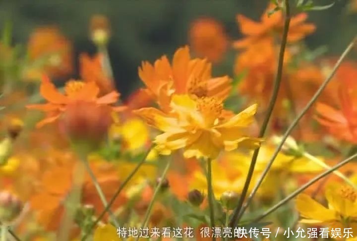  花海|苍南这个村藏着80亩花海，太美了！