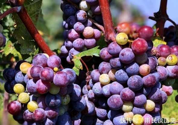 篇文章|看完这篇文章,田园综合体规划就有着落了