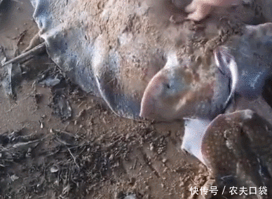 大鱼|海边捡到一条大鱼，手压鱼肚子就出来小鱼
