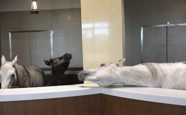 暑假|暑假带娃去哪玩中国马镇,避暑游玩约不约