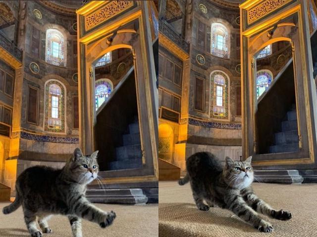 流浪猫|工作16年镇馆猫咪恐遭驱逐!后来得到暖心回应:不会为难猫咪