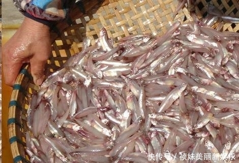 老公|海鲜只知道吃螃蟹?瞅瞅沿海人都在吃啥!绝!老公一口气囤3箱