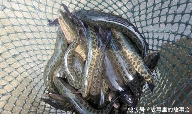 鲤鱼|都说亚洲鲤鱼的入侵让美国很头疼, 但它的入侵才是让美国人最心塞