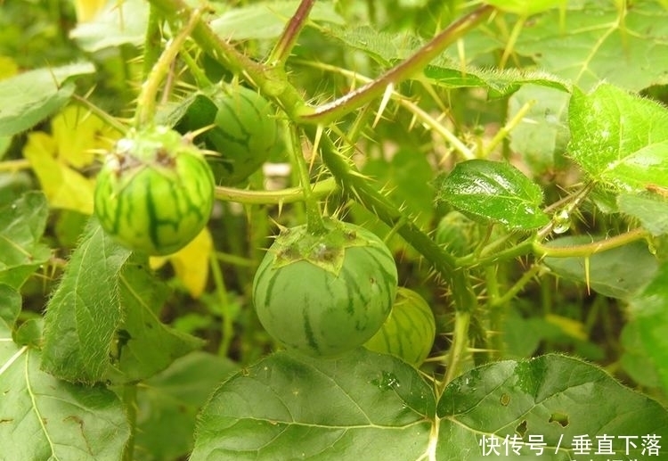  野果|全身有毒又有刺，过去烂一地没人要，如今常有农民种植，10元一斤