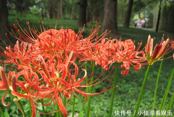 能开|20种秋天开花的植物,外出看到,记得拍照欣赏!