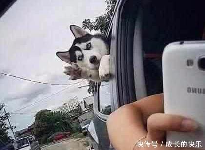 随便|千不要随便和哈士奇拍照,有一百种方法抢镜,铲屎官无奈了
