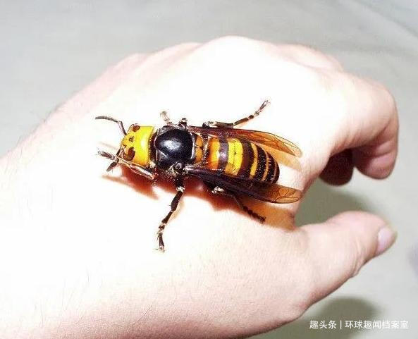 蜜蜂巢穴|1小时就能消灭6万只蜜蜂,却被蜜蜂用物理学反制,它有多惨