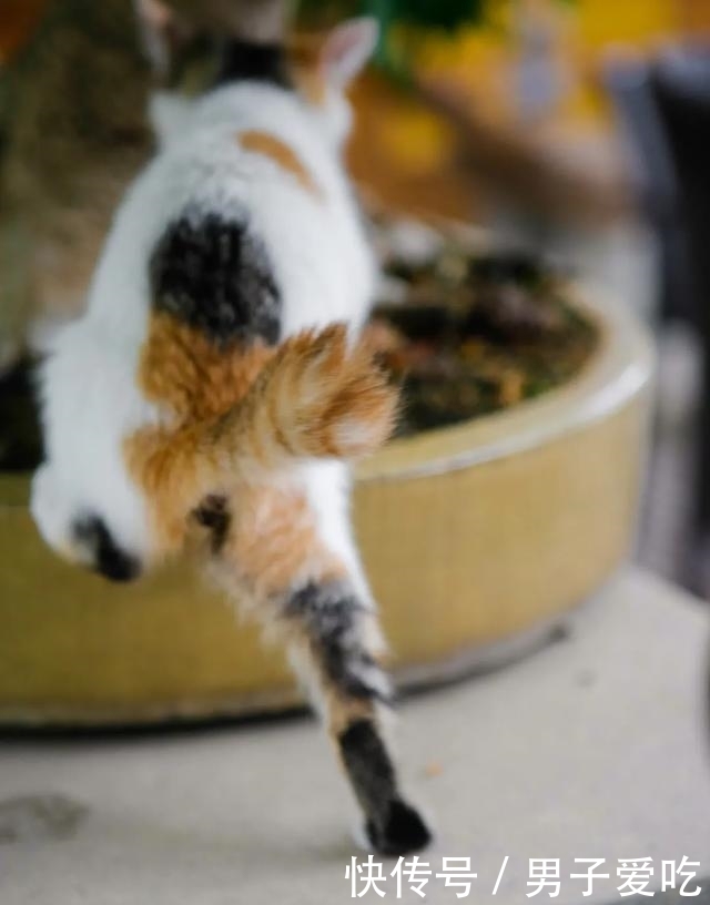  前来|观复猫天团上新，米麒麟前来报道啦