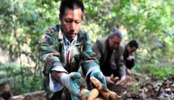 希望|天麻栽培技术,种植技术分享,希望能够帮助你