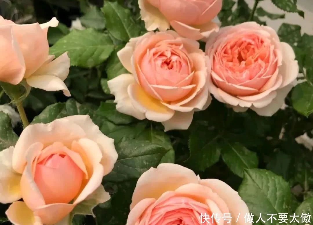 开出|月季长出红嫩新笋，赶快给月季吃点大餐，笋粗枝旺开出多头花