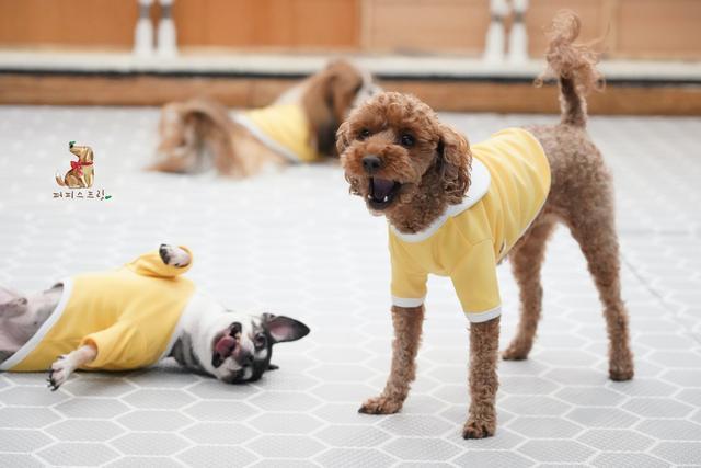 老师|幼儿园发了小背包,狗狗一直叼着不肯放,里面究竟装着什么?