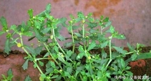 殊不知|1种野草,人称“鹅不食”,农民砍了当柴烧,殊不知,能治咳喘