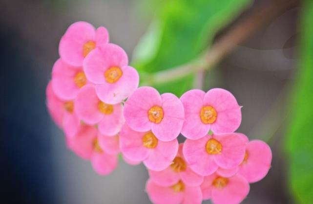  双子座|十二星座酒醉后原来是这样，双子座睡马路边，狮子座人设崩塌