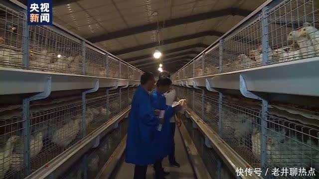 上半年|全国“菜篮子”产品供应总量充足 上半年生猪生产好于预期