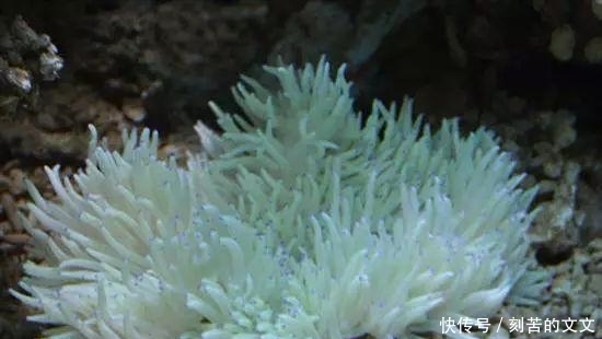 认出|海鲜大全, 你能认出多少